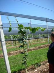 Νew plantations in Italy -Verona 1 - 8 - 2011 